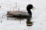 BIRD - COOT - AMERICAN COOT - RIDGEFIELD NWR WA (7).JPG