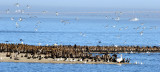 BIRD - CORMORANT - DOUBLE CRESTED - ARANSAS TX (6).jpg