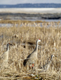 BIRD - CRANE - SANDHILL -KLAMMATH BASIN B.jpg