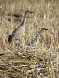 BIRD - CRANE - SANDHILL -KLAMMATH BASIN.jpg