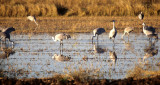 BIRD - CRANE - SANDHILL -SACRAMENTO VALLEY H.jpg