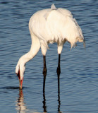 BIRD - CRANE - WHOOPING - TEXAS A (13).jpg