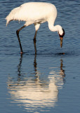 BIRD - CRANE - WHOOPING - TEXAS A (16).jpg