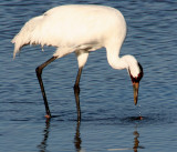 BIRD - CRANE - WHOOPING - TEXAS A (17).jpg