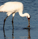 BIRD - CRANE - WHOOPING - TEXAS A (21).jpg