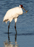 BIRD - CRANE - WHOOPING - TEXAS A (25).jpg