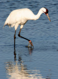 BIRD - CRANE - WHOOPING - TEXAS A (26).jpg