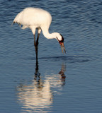 BIRD - CRANE - WHOOPING - TEXAS A (28).jpg