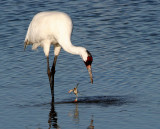 BIRD - CRANE - WHOOPING - TEXAS A (30).jpg