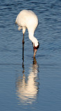 BIRD - CRANE - WHOOPING - TEXAS A (39).jpg