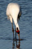 BIRD - CRANE - WHOOPING - TEXAS A (9).jpg