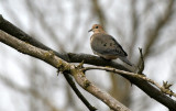 BIRD - DOVE - MOURNING DOVE - PRATTS WAYNE WOODS ILLINOIS (3).JPG