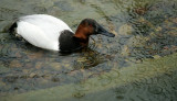 BIRD - DUCK - CANVAS BACK - SAN DIEGO CALIF.jpg