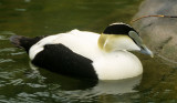 BIRD - DUCK - COMMON EIDER - SAN DIEGO C.jpg