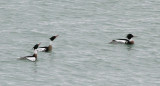 BIRD - DUCK - MERGANSER - RED-BREASTED MERGANSER - MONTROSE PARK CHICAGO (16).JPG