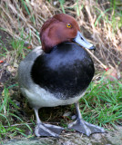 BIRD - DUCK - REDHEAD DUCK - AYTHYA AMERICANA - WOODLAND PARK.JPG