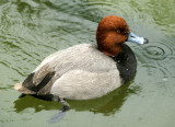 BIRD - DUCK - REDHEADED - SAN DIEGO CALIFORNIA.jpg