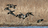 BIRD - DUCK - RING-NECKED DUCK - AYTHYA COLLARIS - SPRINGBROOK PRAIRIE ILLINOIS (21)a.jpg