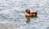 BIRD - DUCK - TEAL - CINNAMON TEAL FEMALE - RIDGEFIELD NWR WA (10).JPG