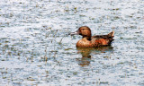 BIRD - DUCK - TEAL - CINNAMON TEAL FEMALE - RIDGEFIELD NWR WA (12).JPG