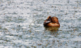 BIRD - DUCK - TEAL - CINNAMON TEAL FEMALE - RIDGEFIELD NWR WA (4).JPG