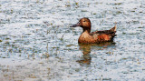 BIRD - DUCK - TEAL - CINNAMON TEAL FEMALE - RIDGEFIELD NWR WA (9).JPG