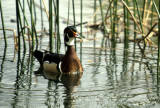 BIRD - DUCK - WOODDUCK - SACRAMENTO RIVER AREA B.jpg