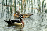 BIRD - DUCK - WOODDUCK - SACRAMENTO RIVER AREA.jpg