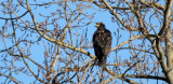 BIRD - EAGLE - BALD EAGLE - PADILLA BAY NWR WASHINGTON (4).jpg