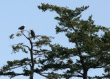 BIRD - EAGLE - BALD EAGLE - SAN JUAN ISLANDS WA (4).JPG