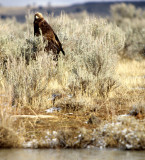 BIRD - EAGLE - GOLDEN - KLAMMATH BASIN F.jpg