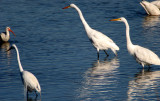 BIRD - EGRET - GREAT - ARANSAS TX (2).jpg