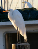 BIRD - EGRET - GREAT - ARANSAS TX (4).jpg