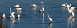 BIRD - EGRET - GREAT - ARANSAS TX (9).jpg