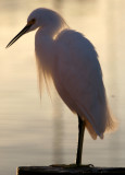 BIRD - EGRET - SNOWY - ARANSAS A (7).jpg