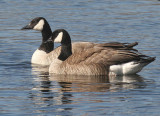 BIRD - GOOSE - CANADA GEESE - DRY FALLS WASHINGTON (6).jpg