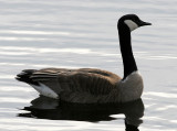 BIRD - GOOSE - CANADA GOOSE - LINCOLN MARSH ILLINOIS (12).JPG