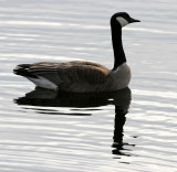 BIRD - GOOSE - CANADA GOOSE - LINCOLN MARSH ILLINOIS.JPG