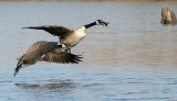 BIRD - GOOSE - CANADA GOOSE - WEST CHICAGO MARSH ILLINOIS (4).jpg