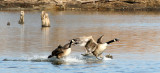 BIRD - GOOSE - CANADA GOOSE - WEST CHICAGO MARSH ILLINOIS (7).JPG