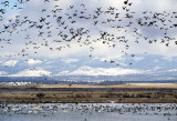 BIRD - GOOSE - GREATER WHITE FRONTED - KLAMMATH BASIN (8).jpg