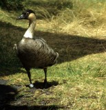 BIRD - GOOSE - NENE - HAWAII KAU DESERT (2).jpg