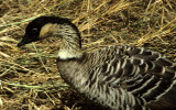 BIRD - GOOSE - NENE - HAWAII KAU DESERT (3).jpg