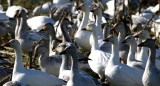 BIRD - GOOSE - SNOW GEESE IN SKAGIT VALLEY - MOUNT VERNON WASHINGTON AREA (10).jpg