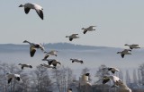 BIRD - GOOSE - SNOW GEESE IN SKAGIT VALLEY - MOUNT VERNON WASHINGTON AREA (3).jpg