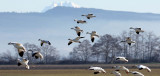 BIRD - GOOSE - SNOW GEESE IN SKAGIT VALLEY - MOUNT VERNON WASHINGTON AREA (4).jpg