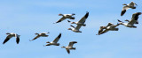 BIRD - GOOSE - SNOW GEESE IN SKAGIT VALLEY - MOUNT VERNON WASHINGTON AREA (45).jpg