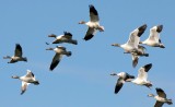 BIRD - GOOSE - SNOW GEESE IN SKAGIT VALLEY - MOUNT VERNON WASHINGTON AREA (47).jpg