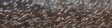 BIRD - GOOSE - SNOW GEESE IN SKAGIT VALLEY - MOUNT VERNON WASHINGTON AREA (50).jpg