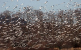 BIRD - GOOSE - SNOW GEESE IN SKAGIT VALLEY - MOUNT VERNON WASHINGTON AREA (52).jpg